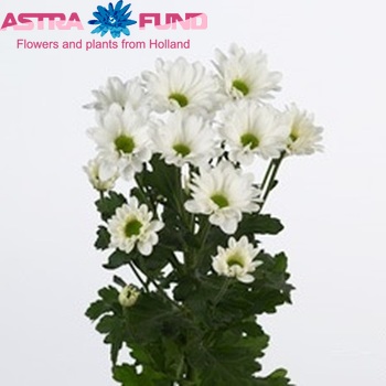 Chrysanthemum Indicum Grp tros 'Astec' zdjęcie