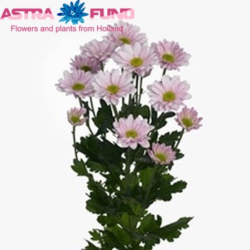 Chrysanthemum Indicum Grp tros 'Astec Pink' zdjęcie