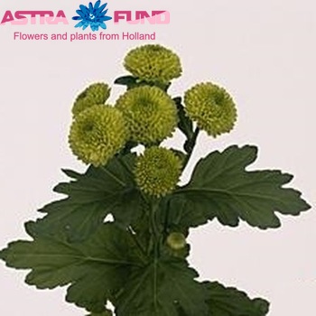 Chrysanthemum Indicum Grp tros 'Balloon' zdjęcie