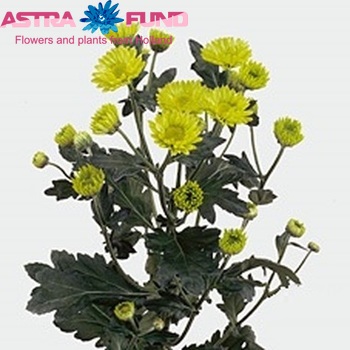 Chrysanthemum Indicum Grp tros 'Breezers' zdjęcie