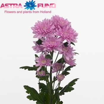 Chrysanthemum Indicum Grp tros 'Calabria Cerise' Foto