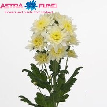 Chrysanthemum Indicum Grp tros 'Calabria Cream' zdjęcie