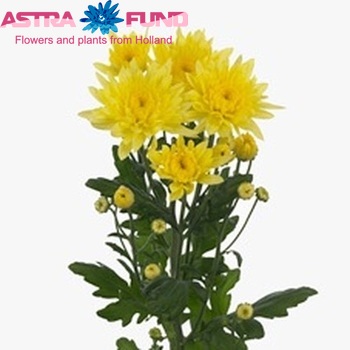 Chrysanthemum Indicum Grp tros 'Calabria Yellow' Foto