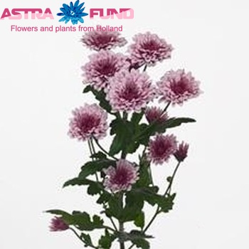 Chrysanthemum Indicum Grp tros Cefalu Foto