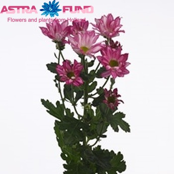 Chrysanthemum Indicum Grp tros Chelsea foto