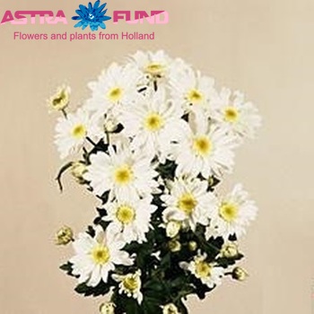 Chrysanthemum Indicum Grp tros 'Daymark' foto