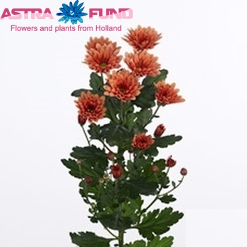 Chrysanthemum Indicum Grp tros Dublin Dark Orange фото