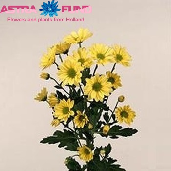 Chrysanthemum Indicum Grp tros Delilah Yellow foto