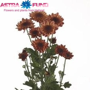 Chrysanthemum Indicum Grp tros 'Enjoy' фото