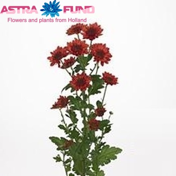 Chrysanthemum Indicum Grp tros 'Enjoy Red' фото