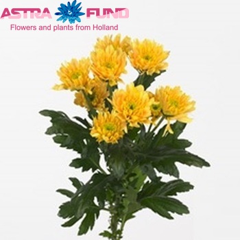 Chrysanthemum Indicum Grp tros Euro Bronze zdjęcie