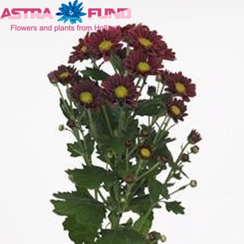 Chrysanthemum Indicum Grp tros Favarger zdjęcie