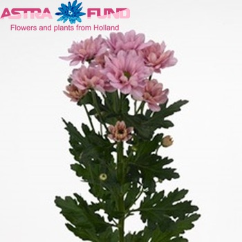 Chrysanthemum Indicum Grp tros Finn photo