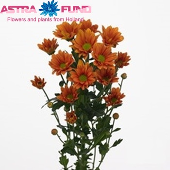 Chrysanthemum Indicum Grp tros Fixxion Dark фото