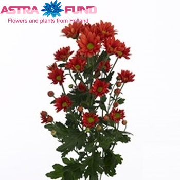 Chrysanthemum Indicum Grp tros Fixxion Red foto