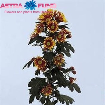 Chrysanthemum Indicum Grp tros 'Flycatcher' foto