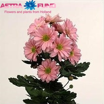 Chrysanthemum Indicum Grp tros 'Granada Pink' photo