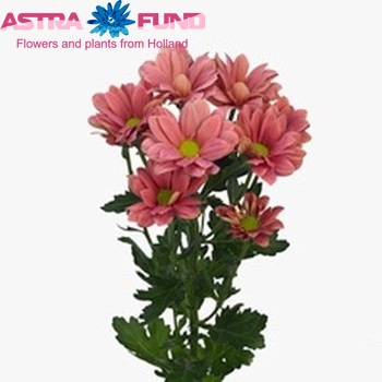 Chrysanthemum Indicum Grp tros Grand Cherry Foto