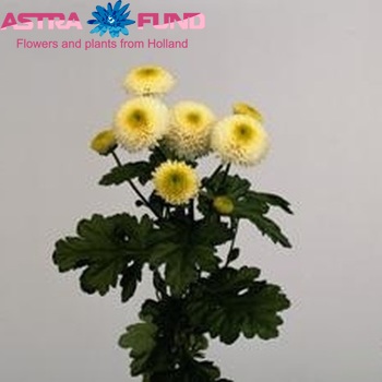 Chrysanthemum Indicum Grp tros 'Green Peas' zdjęcie