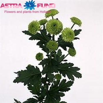 Chrysanthemum Indicum Grp tros Greenbird zdjęcie