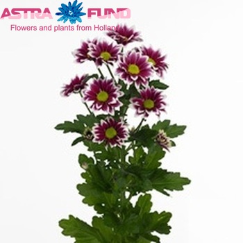 Chrysanthemum Indicum Grp tros Haydar фото