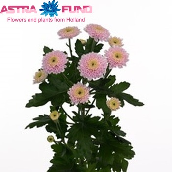 Chrysanthemum Indicum Grp tros 'Ibis Pearl' Foto