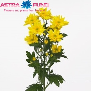 Chrysanthemum Indicum Grp tros 'Isla' Foto