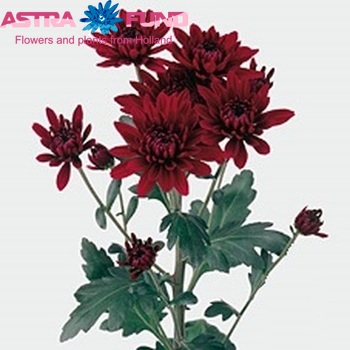 Chrysanthemum Indicum Grp tros 'Jaguar Red' Foto