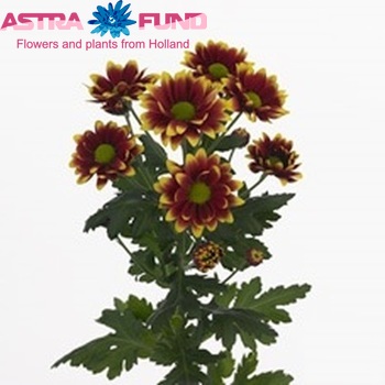 Chrysanthemum Indicum Grp tros Kadanz foto