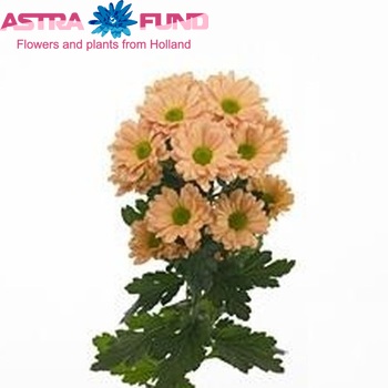 Chrysanthemum Indicum Grp tros 'Katinka Salmon' zdjęcie