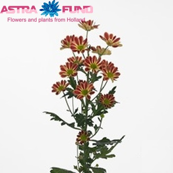 Chrysanthemum Indicum Grp tros Lama foto