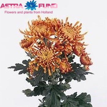 Chrysanthemum Indicum Grp tros 'Lameet' zdjęcie