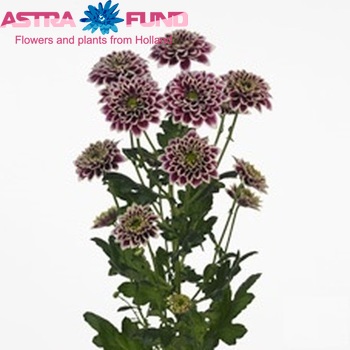 Chrysanthemum Indicum Grp tros Lesta zdjęcie