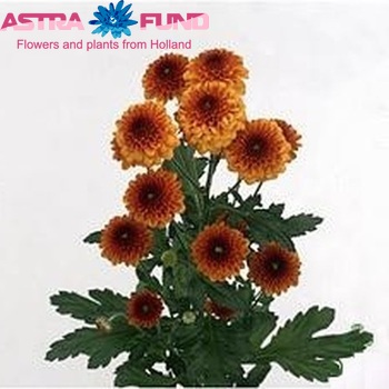 Chrysanthemum Indicum Grp tros 'Lexy' zdjęcie