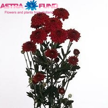 Chrysanthemum Indicum Grp tros 'Lexy Red' zdjęcie