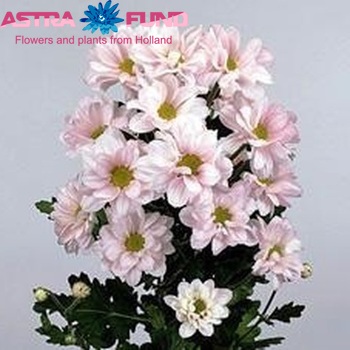 Chrysanthemum Indicum Grp tros 'Lineker' foto