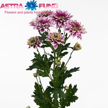 Chrysanthemum Indicum Grp tros Lischka zdjęcie