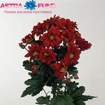 Chrysanthemum Indicum Grp tros 'Managua Red' Foto