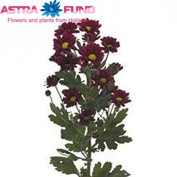 Chrysanthemum Indicum Grp tros 'Marabou' Foto