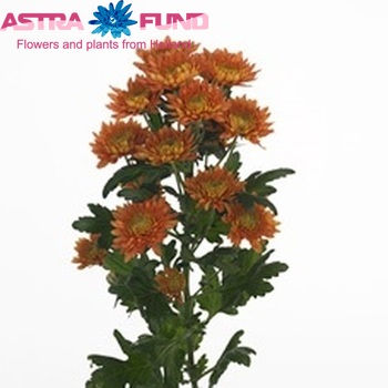 Chrysanthemum Indicum Grp tros Marfona Foto