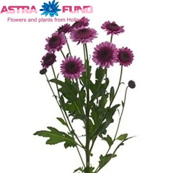 Chrysanthemum Indicum Grp tros Maybach Purple photo