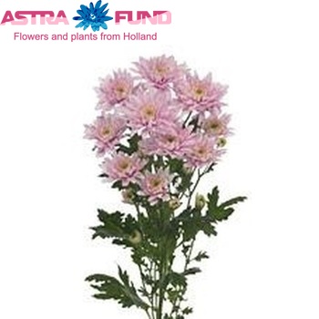 Chrysanthemum Indicum Grp tros 'Milano' foto