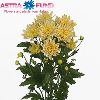 Chrysanthemum Indicum Grp tros Milano Bronze zdjęcie