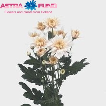 Chrysanthemum Indicum Grp tros Milva foto