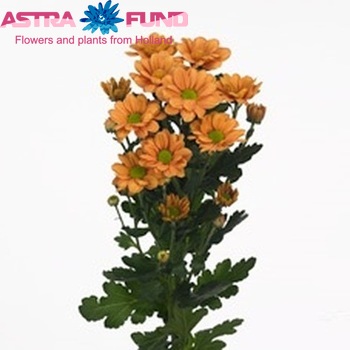 Chrysanthemum Indicum Grp tros Nacho photo