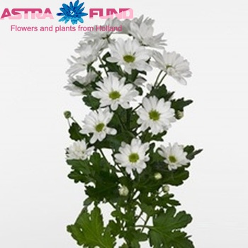 Chrysanthemum Indicum Grp tros Olav White foto