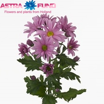 Chrysanthemum Indicum Grp tros Pink Star foto