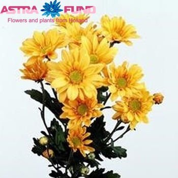 Chrysanthemum Indicum Grp tros Reagan Golden zdjęcie