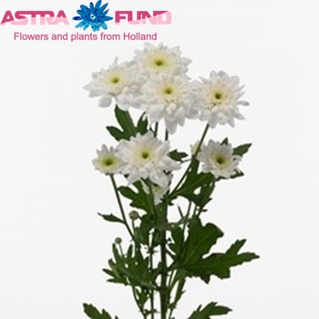 Chrysanthemum Indicum Grp tros Repeat foto