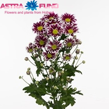 Chrysanthemum Indicum Grp tros Re-Play foto